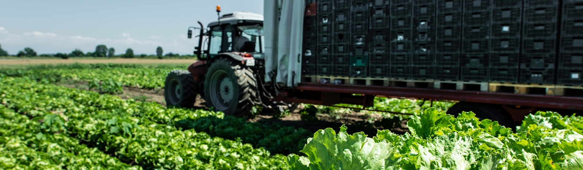 FranceAgriMer : aide à l'achat de matériel d'agroéquipement dans le secteur fruits et légumes