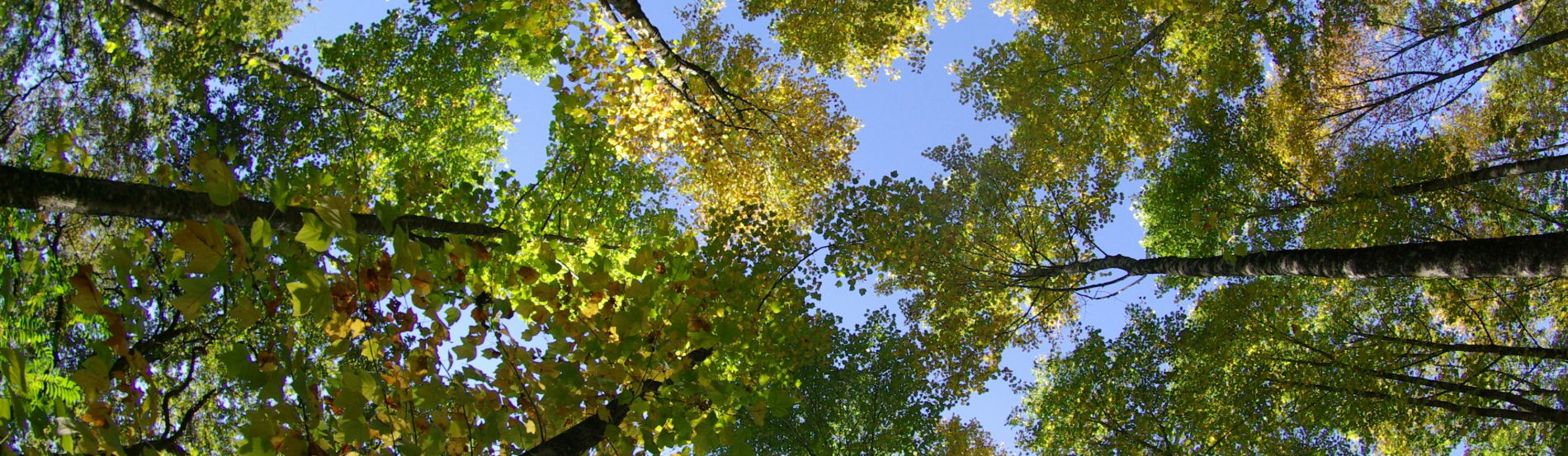 Arbres verts sous un ciel bleu clair.