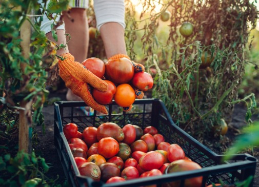 Récolte de tomates